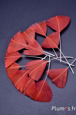 Blütenblätter aus Federn - 6-8 cm x 3-4 cm - lachsrosa